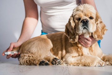 Brave a dog during checking temperature rectally