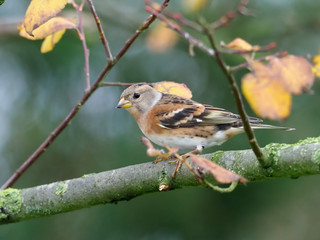Brambling, Fringilla montifringilla
