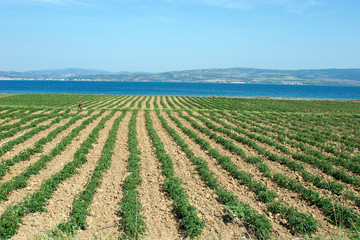 Fototapeta na wymiar growing vegetables in the field, sown field