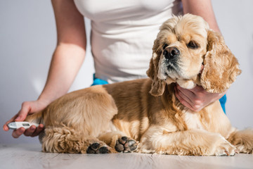 Female with thermometer and cocker spaniel dog