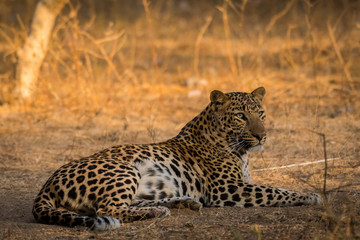 Sighted this male leopard relaxing in a morning safari after having blue bull kill at jhalana forest reserve, Jaipur, India