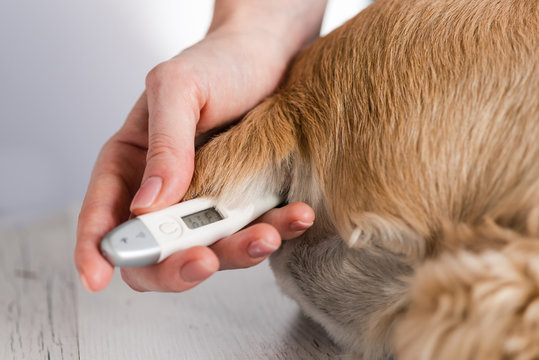 Thermometer in female hands and dog close up