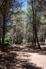 Maritime pine forest near Torre dell’Orso Melendugno in Salento Italy