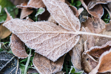 White frost and rime at leaves close up