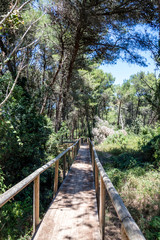 Obraz premium Maritime pine forest near Torre dell’Orso Melendugno in Salento Italy