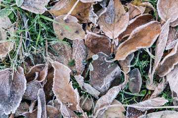Texture of frozen leaves outdoors close up