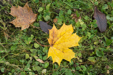 Colored maple leaves. Yellow autumn leaves. Natural environment  background