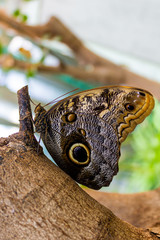 Beautiful butterfly on a flower