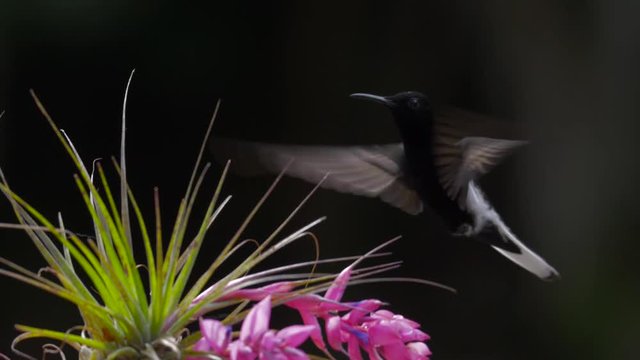 Black Jacobin (Florisuga fusca) hovering at pink tropical flower in rainforest with dark background