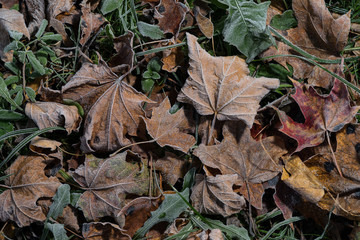 Colored maple leaves. Frosty brown autumn leaves. Natural environment  background