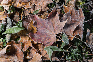 Colored maple leaves. Frosty brown autumn leaves. Natural environment  background