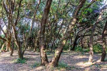 Maritime pine forest near Baia dei Turchi Otranto in Salento Italy