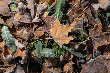 Colored maple leaves. Frosty brown autumn leaves. Natural environment  background