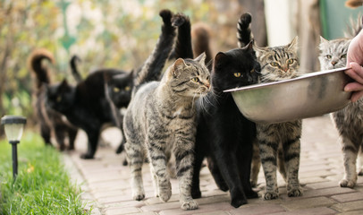 Fototapeta premium Warczący zabawny pręgowany kot wymagający jedzenia
