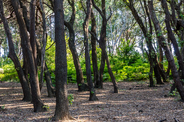 Maritime pine forest near Baia dei Turchi Otranto in Salento Italy