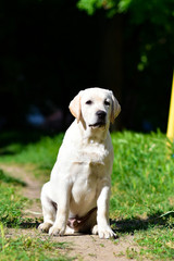 labrador retriever puppy yellow 