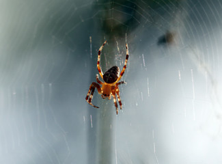 spider on the web