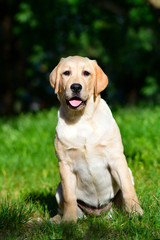labrador retriever puppy yellow 