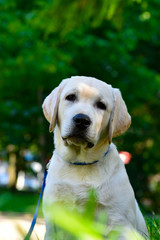 labrador retriever puppy yellow 