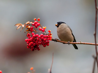 Northern bullfinch, Pyrrhula pyrrhula