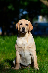 labrador retriever puppy yellow 