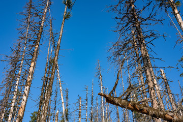large trees agains blue sky