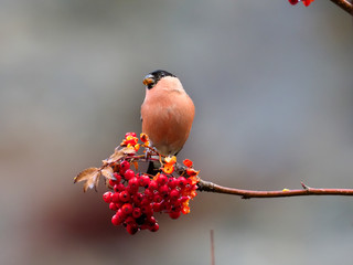 Northern bullfinch, Pyrrhula pyrrhula