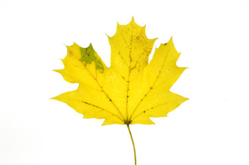 close up on yellow autumn leaf texture isolated on white background