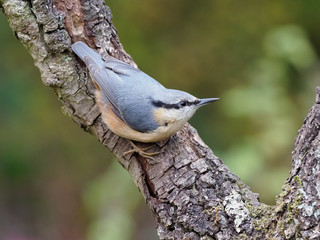 Nuthatch, Sitta europaea