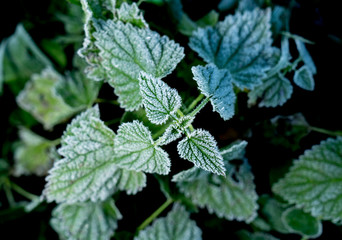 Obraz na płótnie Canvas Urtica. Frosty green nettle leaves in autumn, natural environment background
