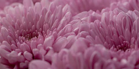 beautiful bouquet of delicate pink chrysanthemums or asters