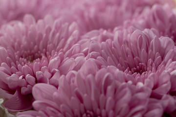 beautiful bouquet of delicate pink chrysanthemums or asters