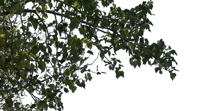 Foreground foliage plate for framing shots. Late summer deciduous tree, medium breeze. Slightly defocused. Includes transparency mask. Can be reversed and flipped horizontally.