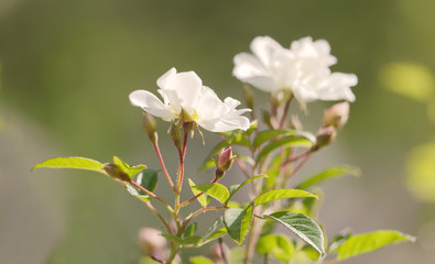 Fototapeta premium Closeup of white Helenae hybrida rose flower bush and green leaf a sunny morning