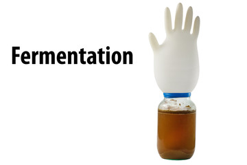 Fermented grape juice in a glass jar, covered with a medical rubber glove