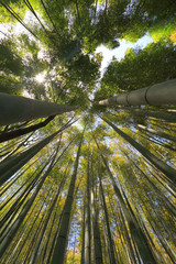 Kyoto Bamboo Grove, Kyoto, Japan