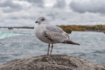 Seagull perched on stone