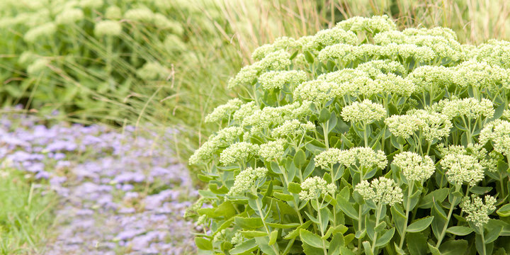 beautiful flowers Sedum densely growing in a bed in the park or in the garden