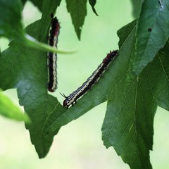 Caterpillars eating leaves.