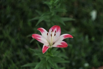 Pink and white flower.