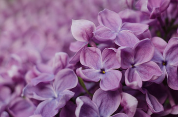 Close up picture of bright violet lilac flowers. Abstract romantic floral backdrop.