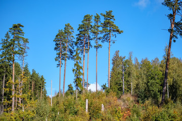 Fototapeta premium large trees agains blue sky