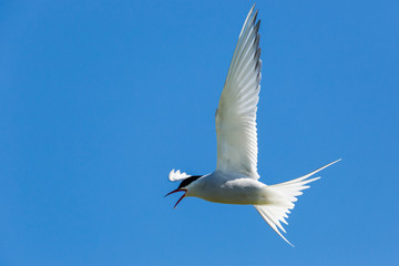 Sterne arctique en vol