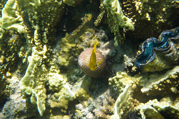Yellow coral fish on the background of corals, Pomacentrus sulfureus