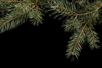  winter frame with spruce and pine