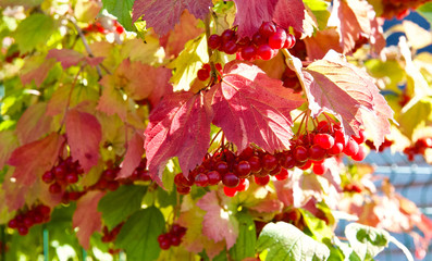 beautiful autumn leaves and flowers