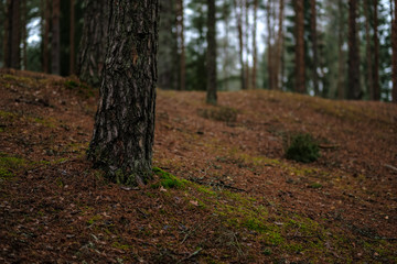 dark autumn foorest with spruce and pine tree