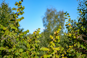 large trees agains blue sky