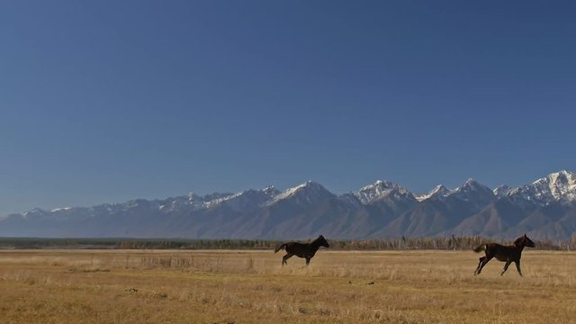 Walking and running horse. Horses moves slowly against the background of the grazing herd. Herd of horses running on the steppes in background snow-capped mountain. Slow Motion at rate of 180 fps.