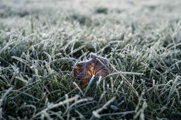 Colored maple leaves. Frosty brown autumn leaves. Natural environment  background